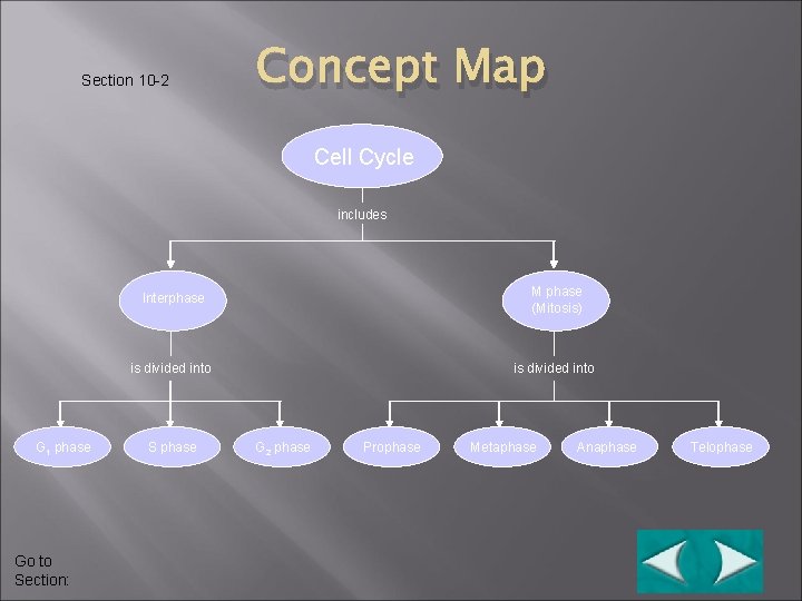 Section 10 -2 Concept Map Cell Cycle includes G 1 phase Go to Section: