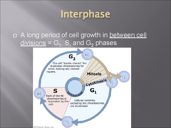 Interphase A long period of cell growth in between cell divisions = G 1,