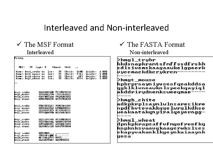 Interleaved and Non-interleaved ü The MSF Format Interleaved ü The FASTA Format Non-interleaved 