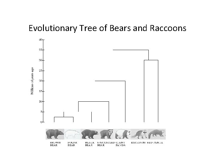 Evolutionary Tree of Bears and Raccoons 