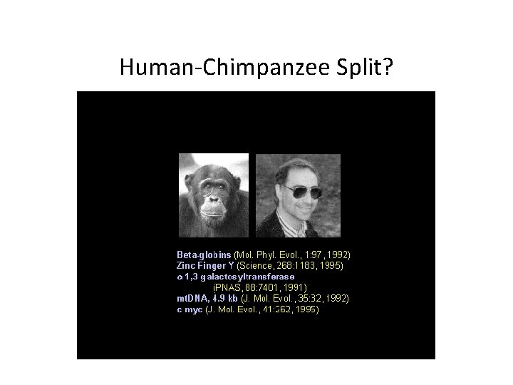 Human-Chimpanzee Split? 