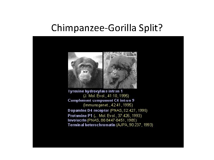 Chimpanzee-Gorilla Split? 