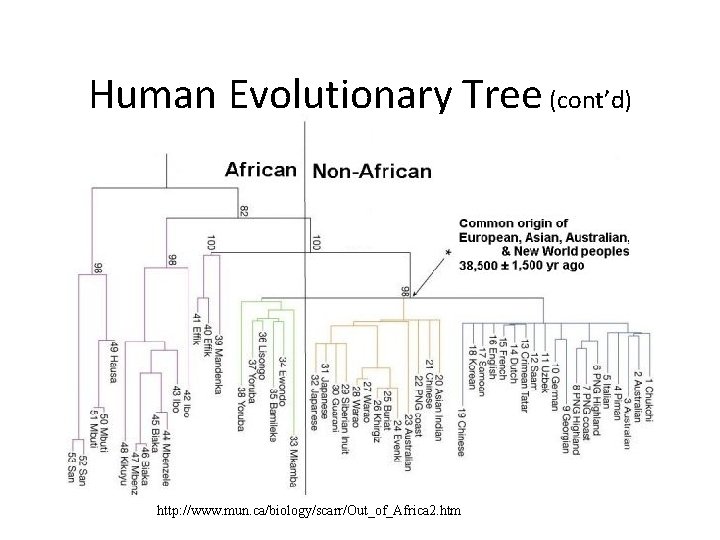 Human Evolutionary Tree (cont’d) http: //www. mun. ca/biology/scarr/Out_of_Africa 2. htm 