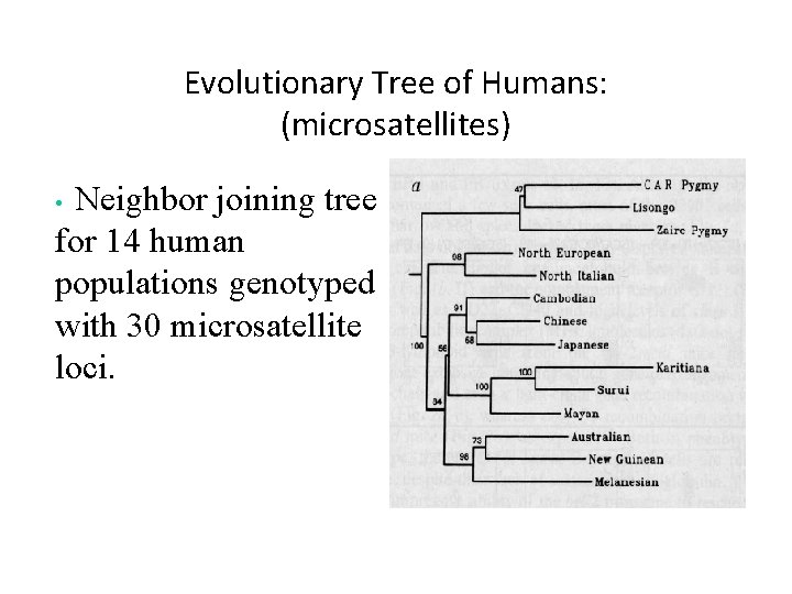 Evolutionary Tree of Humans: (microsatellites) Neighbor joining tree for 14 human populations genotyped with
