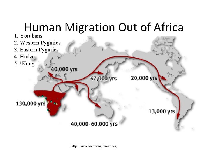 Human Migration Out of Africa 1. Yorubans 2. Western Pygmies 3. Eastern Pygmies 4.