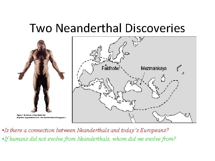 Two Neanderthal Discoveries • Is there a connection between Neanderthals and today’s Europeans? •
