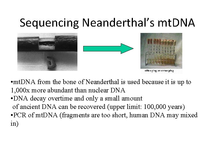 Sequencing Neanderthal’s mt. DNA • mt. DNA from the bone of Neanderthal is used