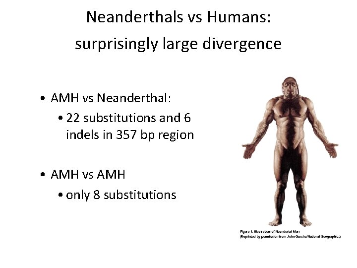Neanderthals vs Humans: surprisingly large divergence • AMH vs Neanderthal: • 22 substitutions and