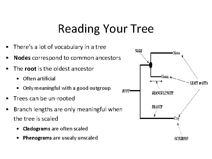 Reading Your Tree • There’s a lot of vocabulary in a tree • Nodes