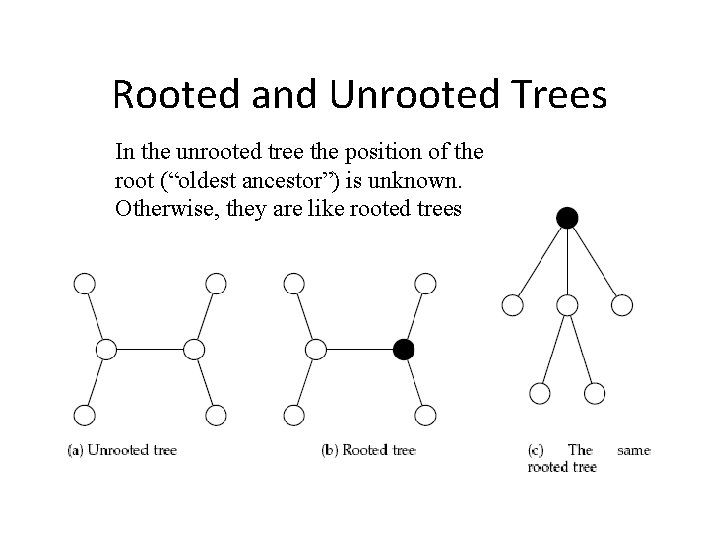 Rooted and Unrooted Trees In the unrooted tree the position of the root (“oldest