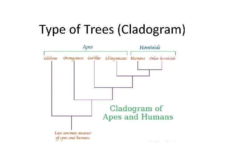 Type of Trees (Cladogram) 