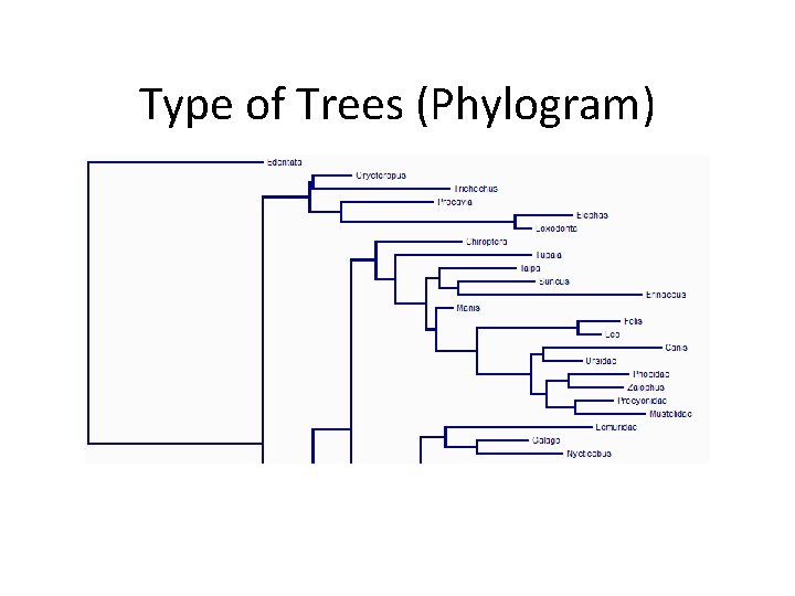 Type of Trees (Phylogram) 