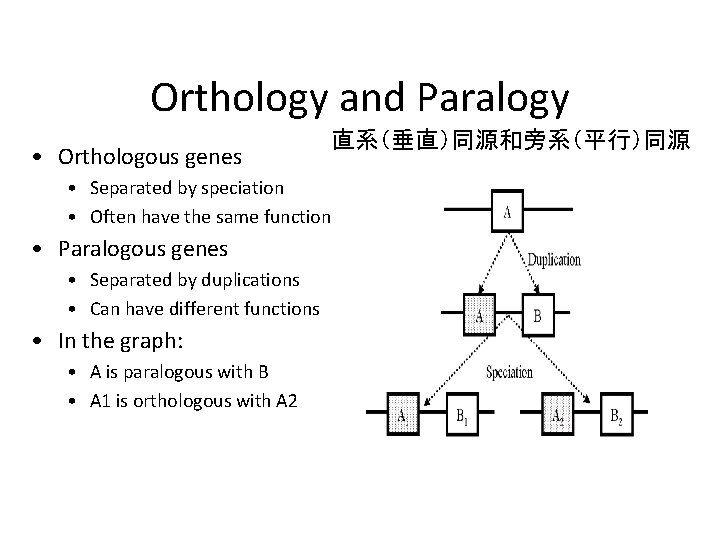 Orthology and Paralogy • Orthologous genes 直系（垂直）同源和旁系（平行）同源 • Separated by speciation • Often have