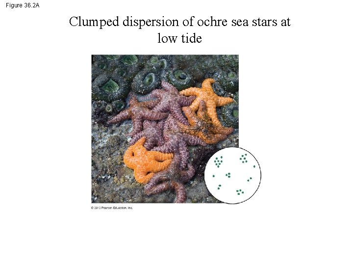 Figure 36. 2 A Clumped dispersion of ochre sea stars at low tide 