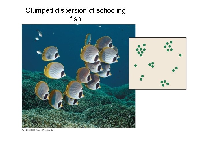 Clumped dispersion of schooling fish 