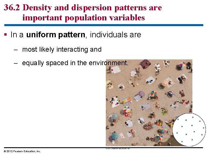 36. 2 Density and dispersion patterns are important population variables § In a uniform