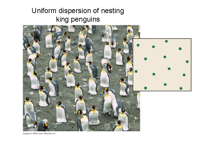 Uniform dispersion of nesting king penguins 