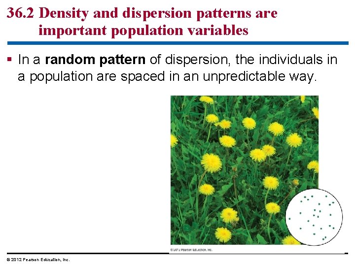 36. 2 Density and dispersion patterns are important population variables § In a random