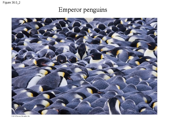 Figure 36. 0_2 Emperor penguins 