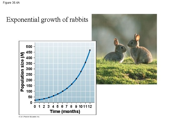 Figure 36. 4 A Population size (N) Exponential growth of rabbits 500 450 400