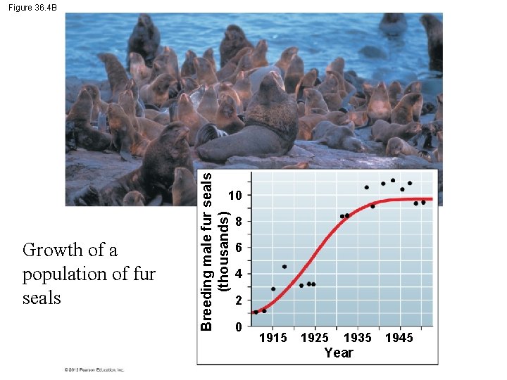 Breeding male fur seals (thousands) Figure 36. 4 B 10 Growth of a population