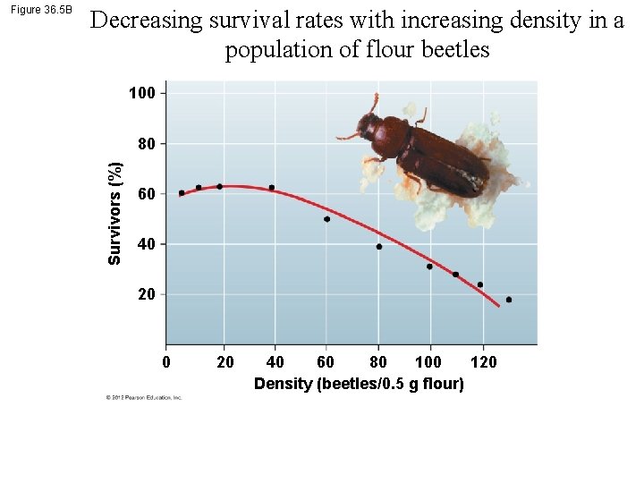 Decreasing survival rates with increasing density in a population of flour beetles 100 80