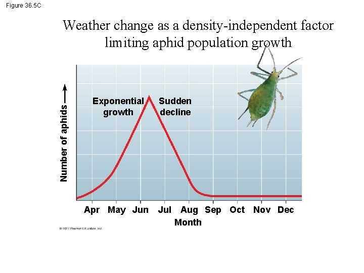 Figure 36. 5 C Number of aphids Weather change as a density-independent factor limiting