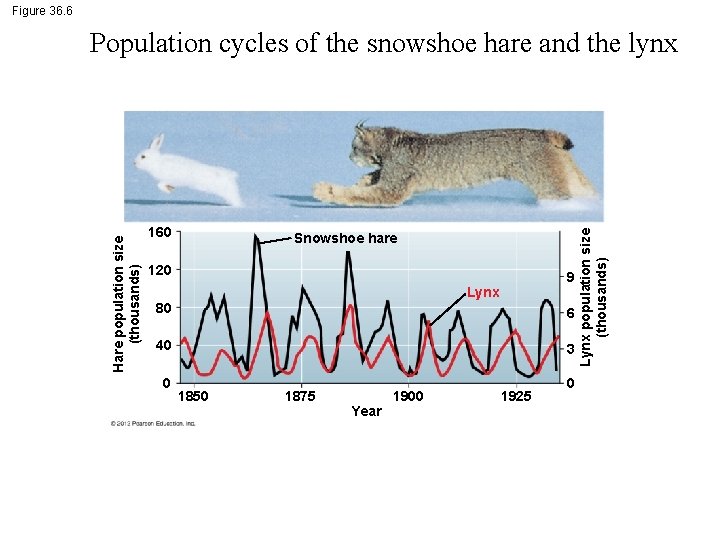 Figure 36. 6 160 Snowshoe hare 120 9 Lynx 80 6 40 3 0