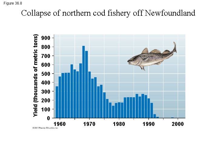 Figure 36. 8 Yield (thousands of metric tons) Collapse of northern cod fishery off