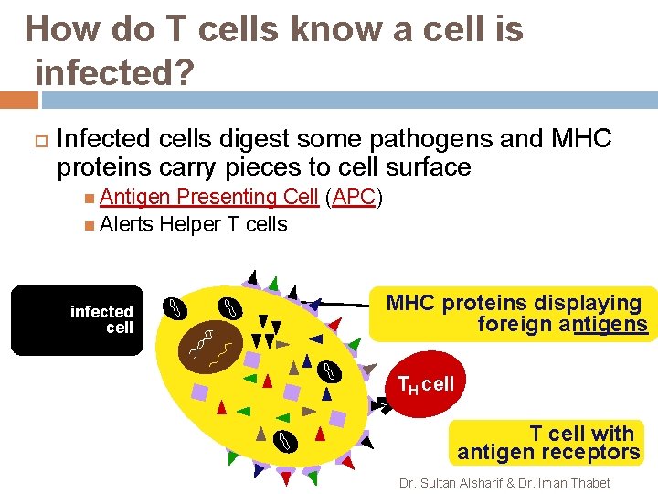 How do T cells know a cell is infected? Infected cells digest some pathogens