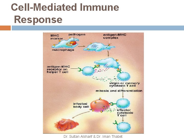 Cell-Mediated Immune Response Dr. Sultan Alsharif & Dr. Iman Thabet 