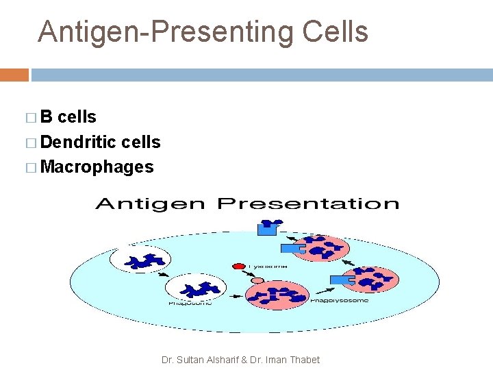 Antigen-Presenting Cells �B cells � Dendritic cells � Macrophages Dr. Sultan Alsharif & Dr.