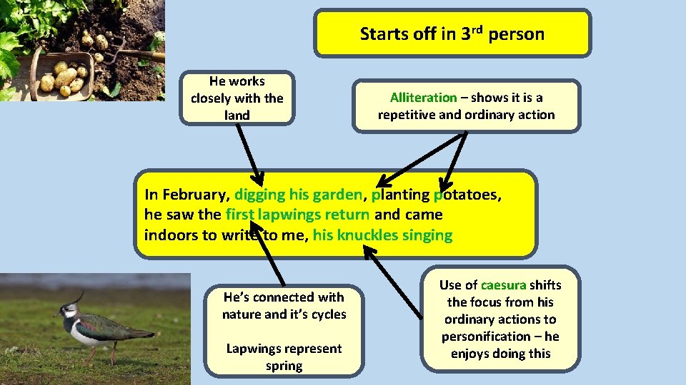 Starts off in 3 rd person He works closely with the land Alliteration –