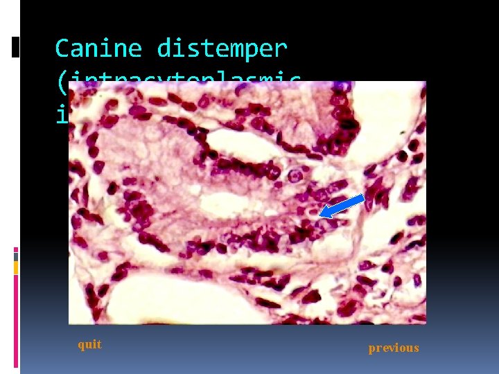 Canine distemper (intracytoplasmic inclusions) quit previous 