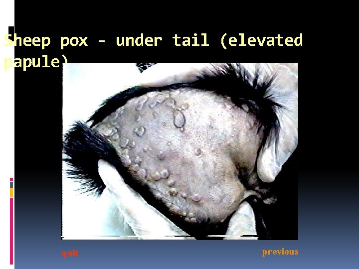 Sheep pox - under tail (elevated papule) quit previous Sheep pox - under tail (elevated papule) quit previous