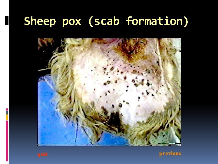 Sheep pox (scab formation) quit previous 