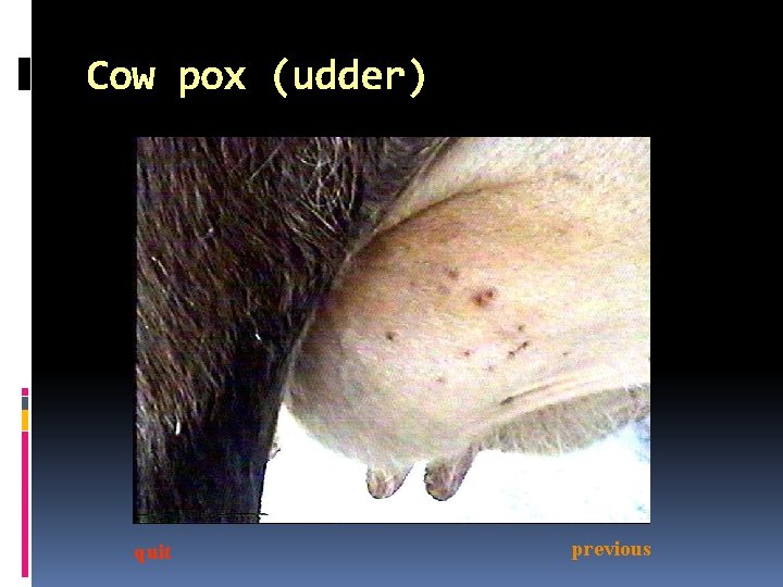 Cow pox (udder) quit previous 