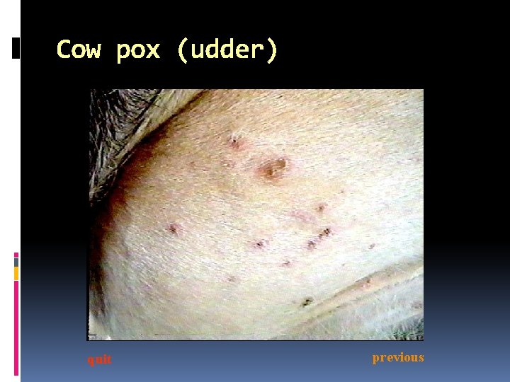 Cow pox (udder) quit previous 