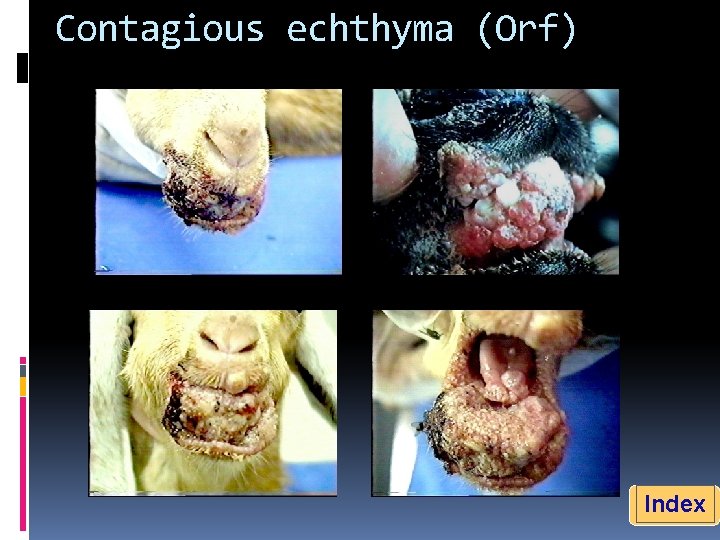 Contagious echthyma (Orf) Index 