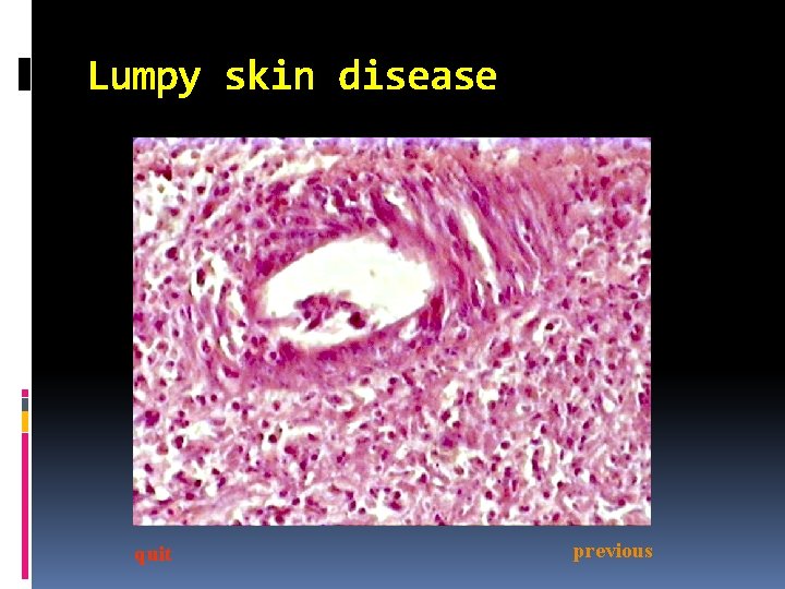 Lumpy skin disease quit previous 