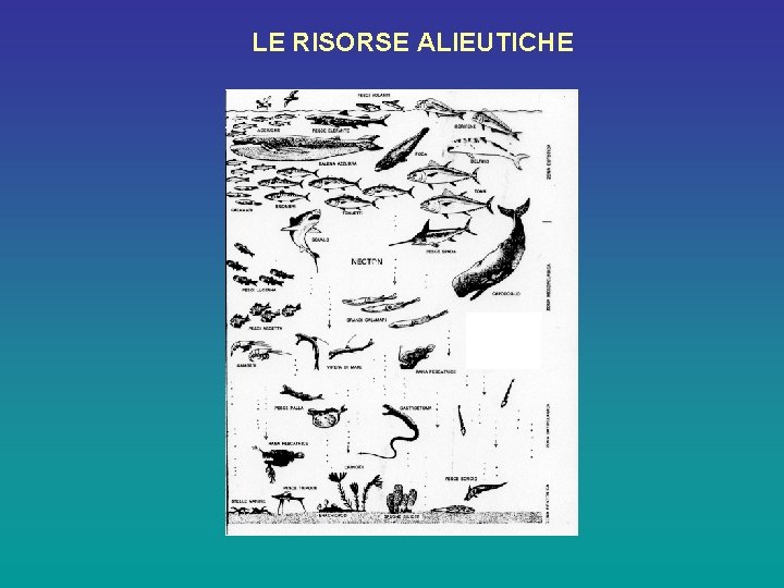 LE RISORSE ALIEUTICHE 