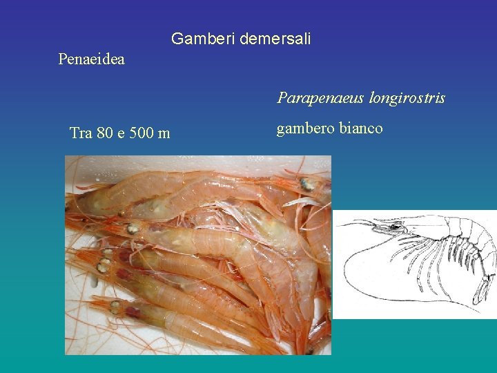 Gamberi demersali Penaeidea Parapenaeus longirostris Tra 80 e 500 m gambero bianco 