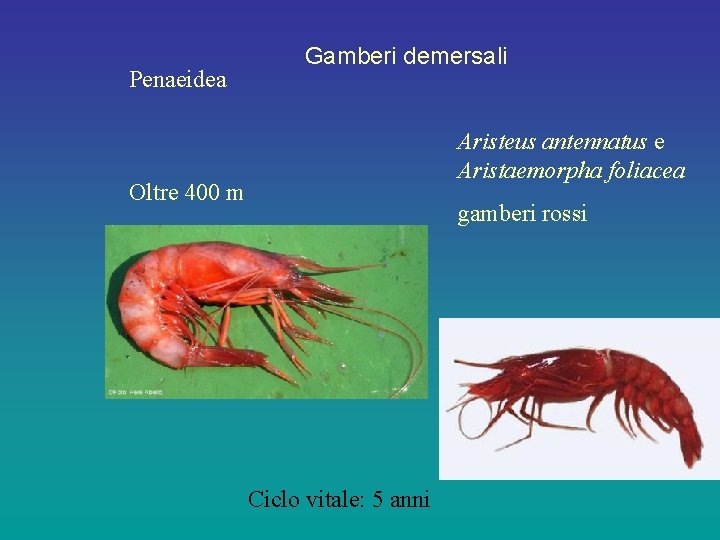 Penaeidea Gamberi demersali Aristeus antennatus e Aristaemorpha foliacea Oltre 400 m gamberi rossi Ciclo