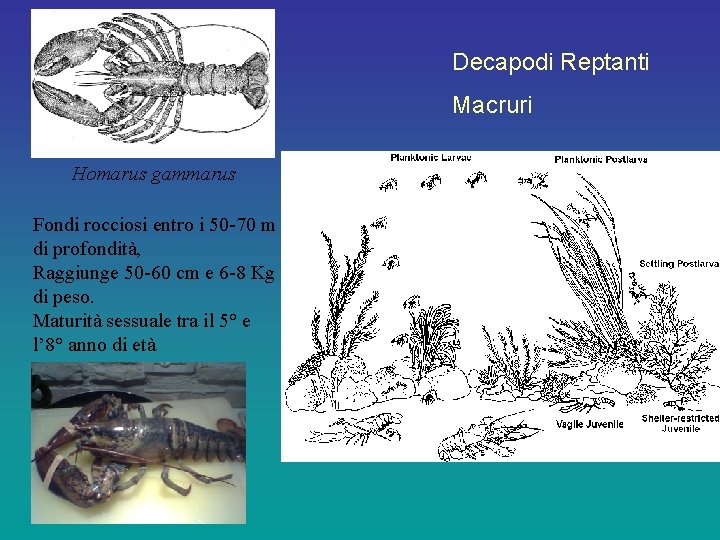 Decapodi Reptanti Macruri Homarus gammarus Fondi rocciosi entro i 50 -70 m di profondità,