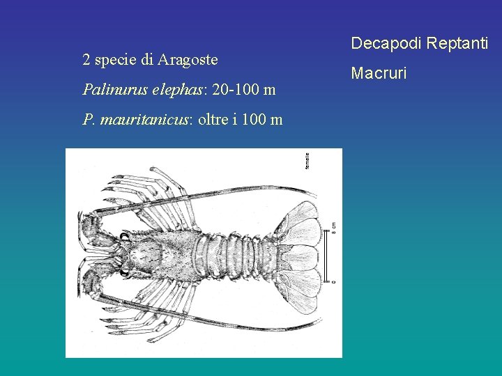 2 specie di Aragoste Palinurus elephas: 20 -100 m P. mauritanicus: oltre i 100