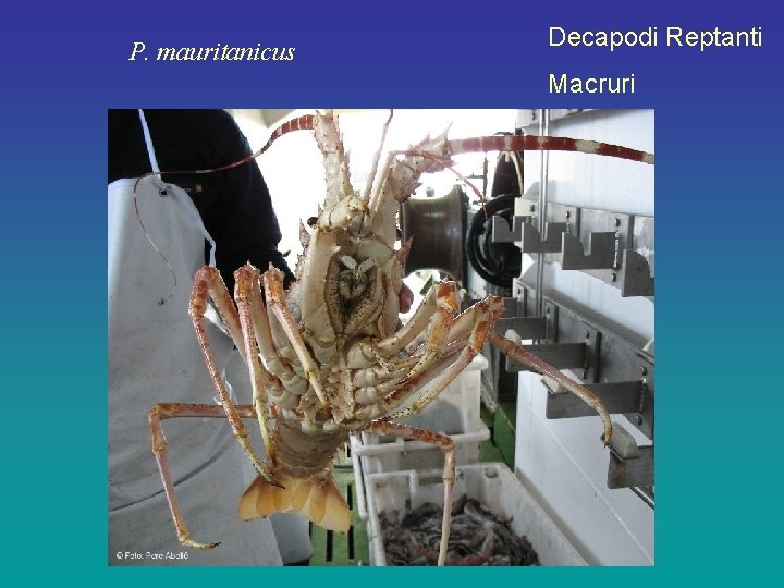P. mauritanicus Decapodi Reptanti Macruri 