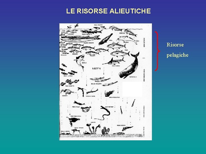 LE RISORSE ALIEUTICHE Risorse pelagiche 