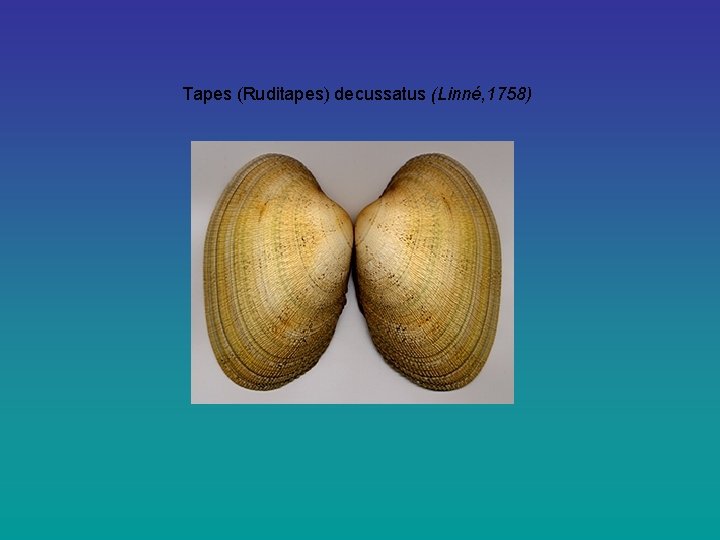 Tapes (Ruditapes) decussatus (Linné, 1758) 