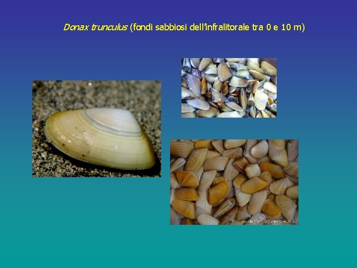 Donax trunculus (fondi sabbiosi dell’infralitorale tra 0 e 10 m) 