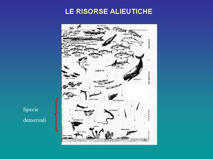 LE RISORSE ALIEUTICHE Specie demersali 